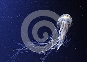 Jelly fish