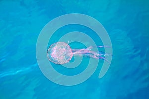 Jelly fish luminiscent pelagia noctiluca photo