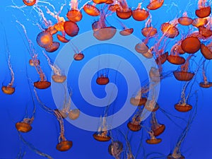 Jelly Fish in Monterey Aquarium