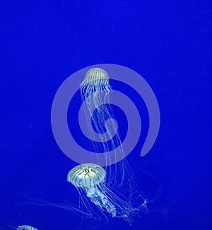 Jelly fish in nature swiming in deep water with the blue background and long tentacles spread around
