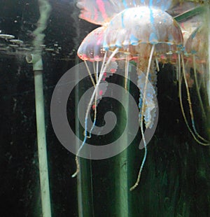 Jelly fish, Puducherry, a quiet little town on the southern coast of India.