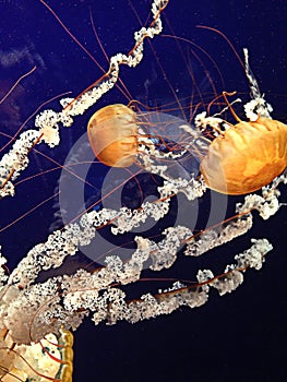 Jelly fish swimming in blue water