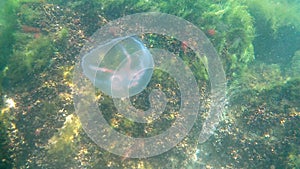 Jelly fish swims in the Baltic sea