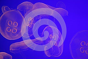 Jelly Fish Under UV Light