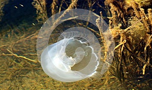 Jelly Fish in Water