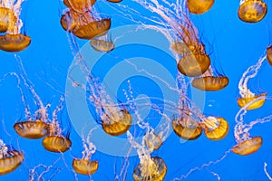 Jelly fishes in the aquarium with blie background photo