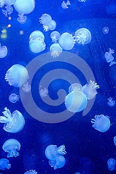 Jelly fishes in a big fish tank