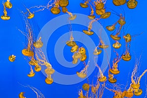 jelly fishes swimming in the blue ocean