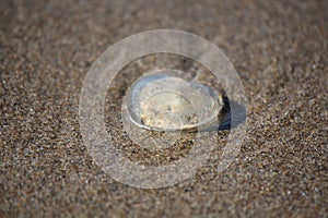 Jelly Heart by the Sea