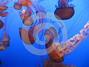 Jellyfish photo