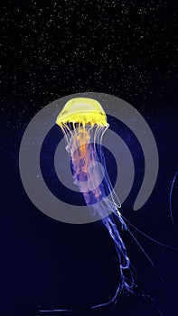 Jellyfish