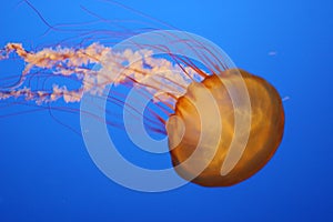 Jellyfish