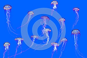 Jellyfish