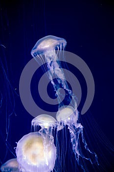 Jellyfish