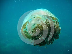 Jellyfish