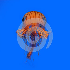 Jellyfish photo