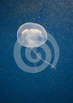 Jellyfish photo