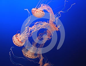 Jellyfish