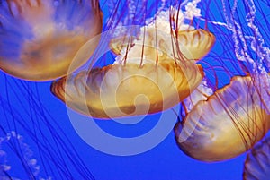 Jellyfish