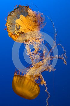 Jellyfish