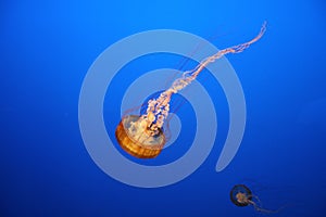 JellyFish