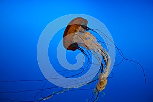 Jellyfish