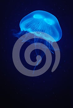 Jellyfish