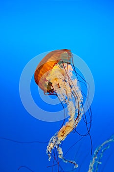 Jellyfish