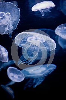 Jellyfish