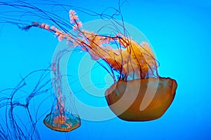 Jellyfish