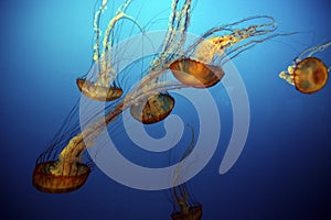 Jellyfish