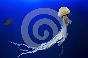 Jellyfish