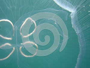 Jellyfish 3 photo