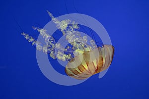 Jellyfish