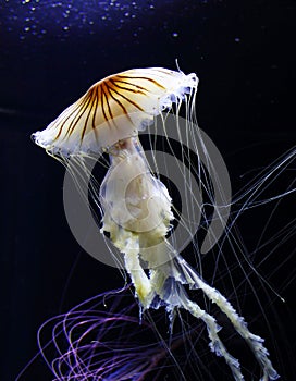 Jellyfish