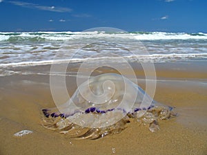 Jellyfish