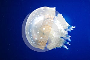 Jellyfish