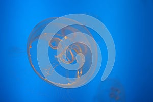Jellyfish