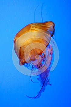 Jellyfish