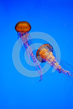 Jellyfish