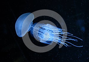 Jellyfish