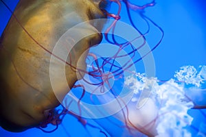 Jellyfish