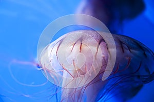 Jellyfish