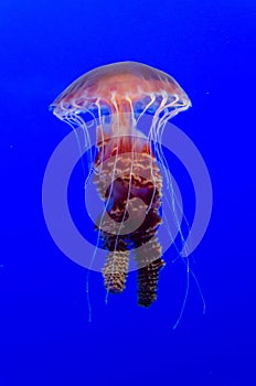 Jellyfish