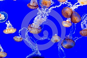 Jellyfish