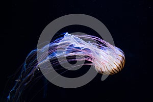 Jellyfish