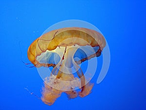 Jellyfish