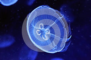 Jellyfish