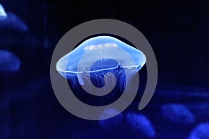 Jellyfish