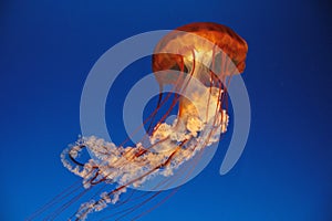 Jellyfish photo